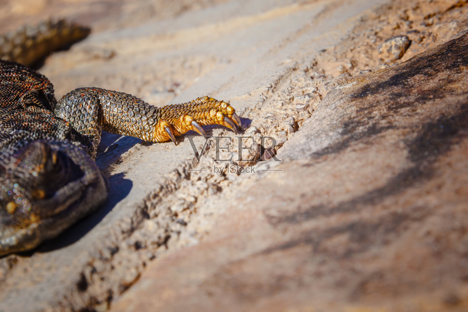 一只长着黄色蜥蜴爪子的脚在一堵石墙上。照片摄影图片