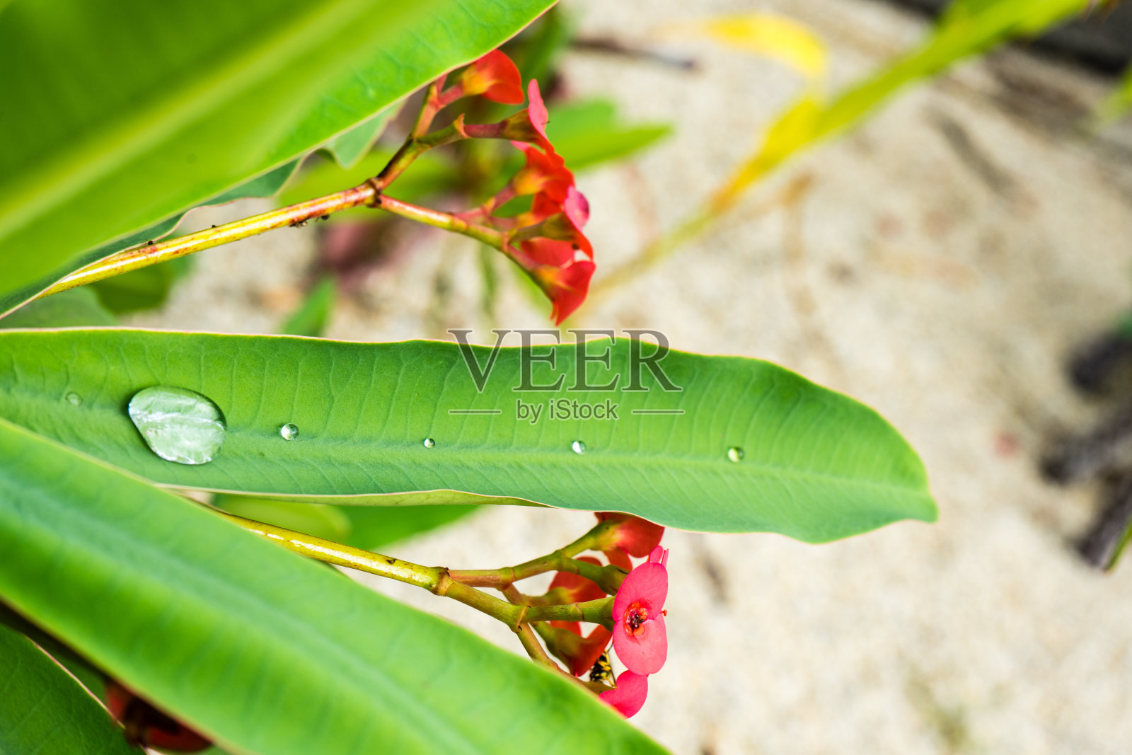 水珠在绿色的长叶子上一字排开照片摄影图片