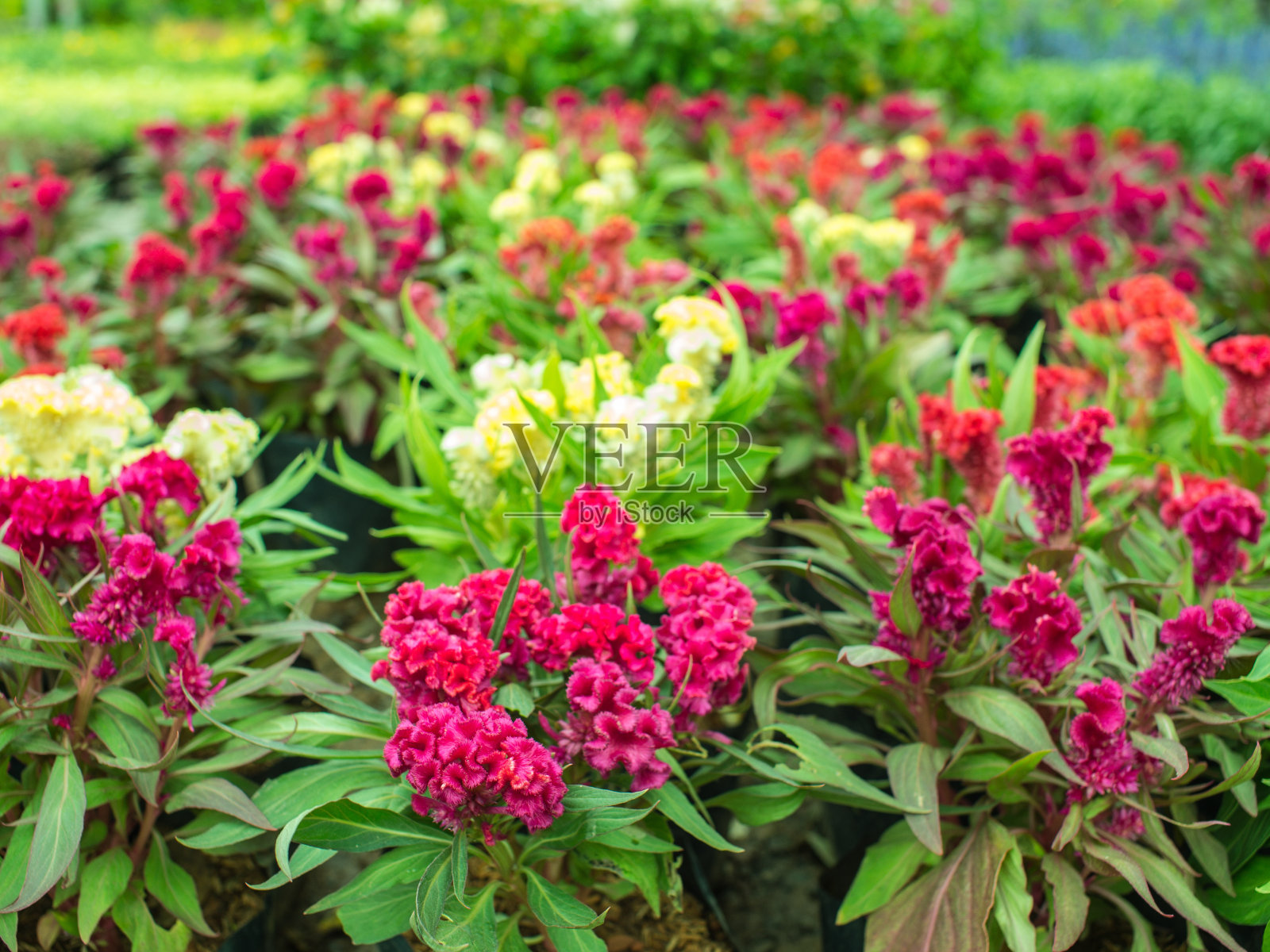 中国羊毛花盛开照片摄影图片