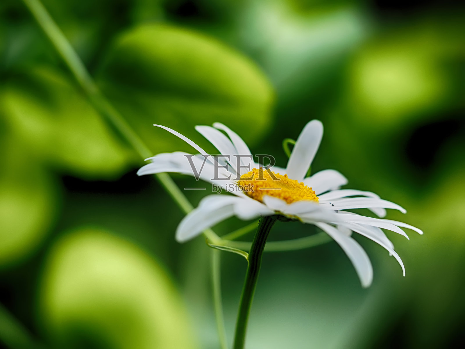 森林里的洋甘菊照片摄影图片