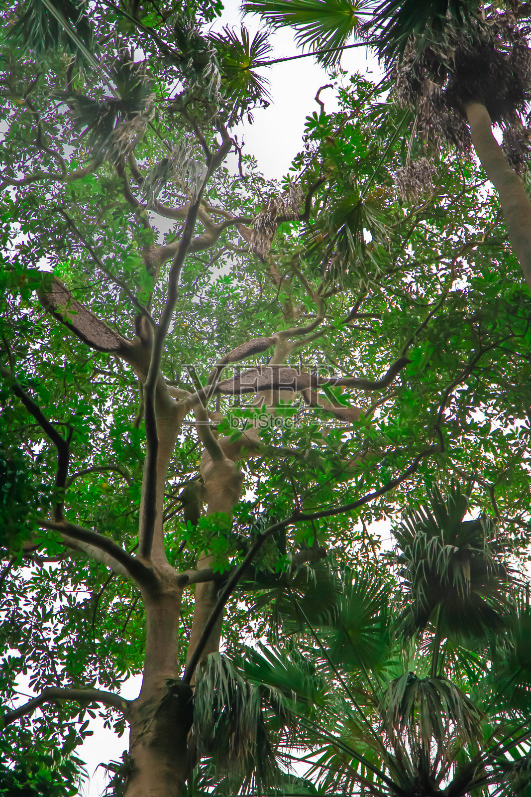 软焦点坎查诺德森林或帕坎查诺德(Livistona saribus)的圣地那迦相信乌东他尼省，故事蛇的传说在这个国家，泰国照片摄影图片