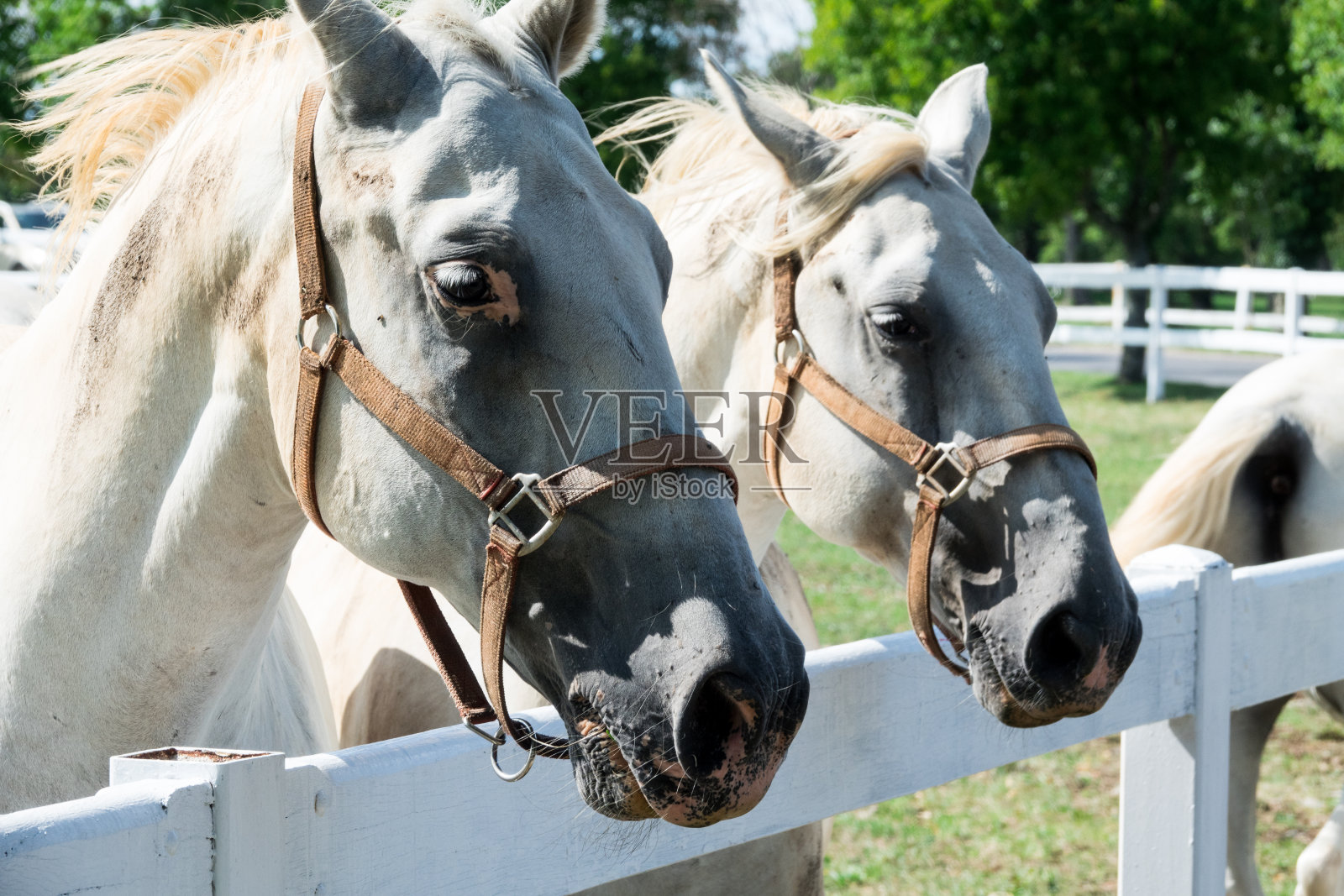 神奇的利比扎尔白马在阳光下吃草照片摄影图片