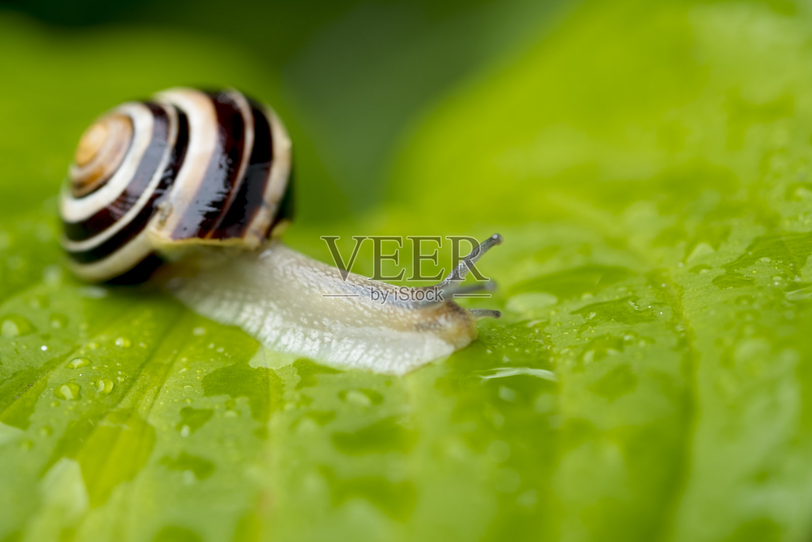 叶子上有水滴的蜗牛照片摄影图片
