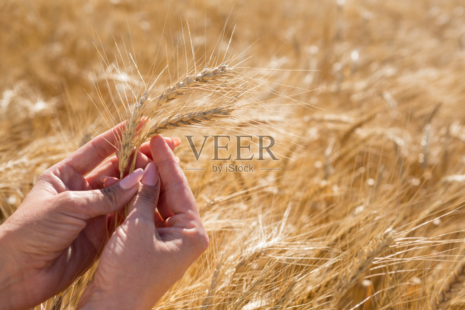 在麦田的背景中，女性手握麦穗照片摄影图片
