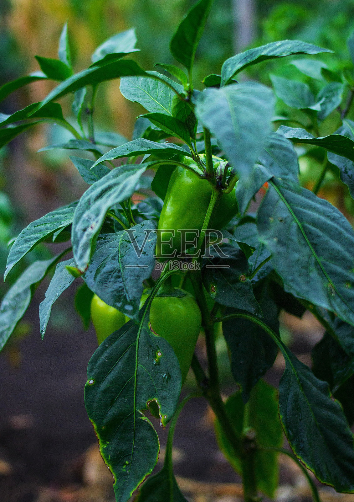 种植辣椒果实照片摄影图片