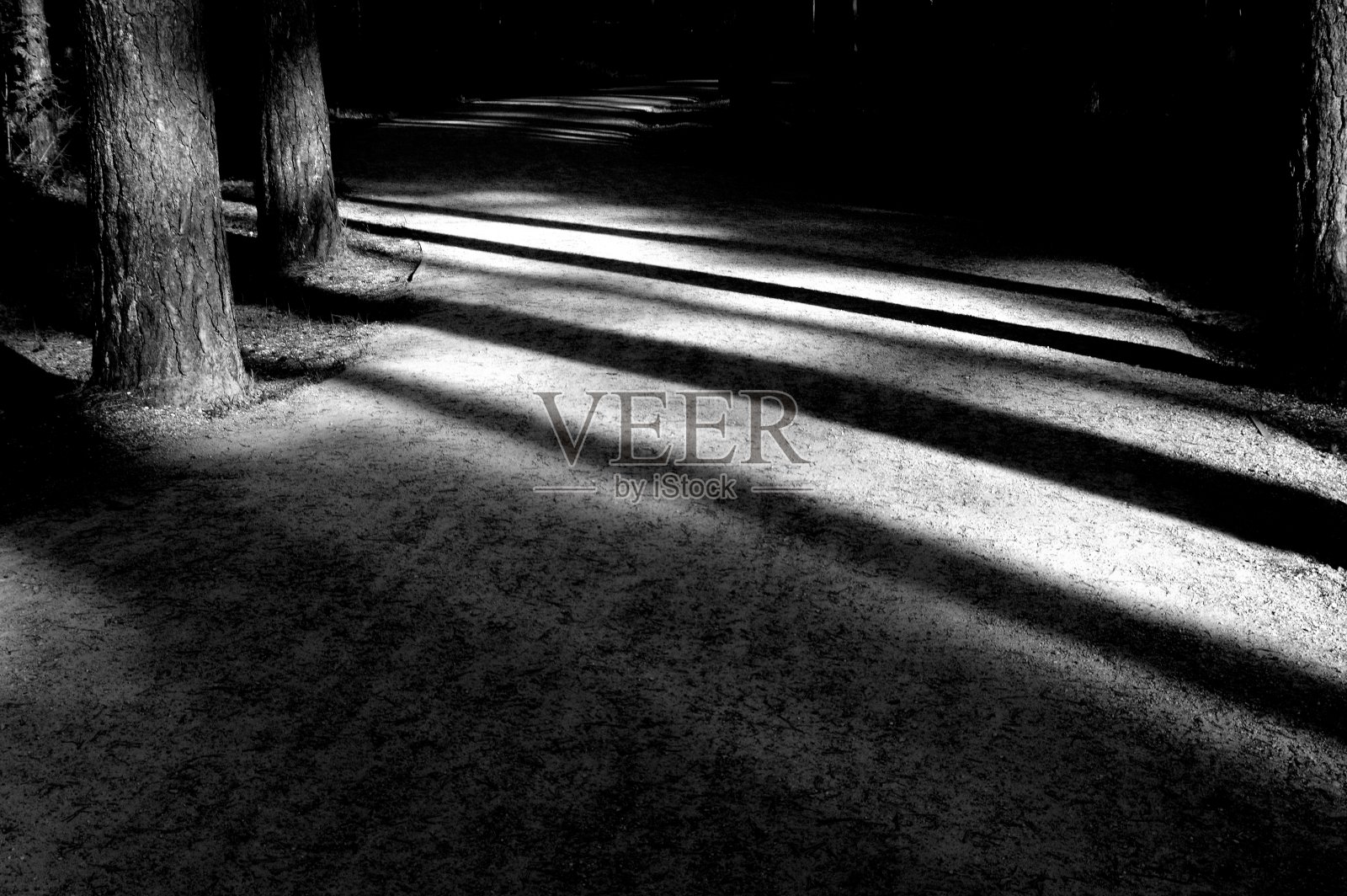 树的影子照片摄影图片
