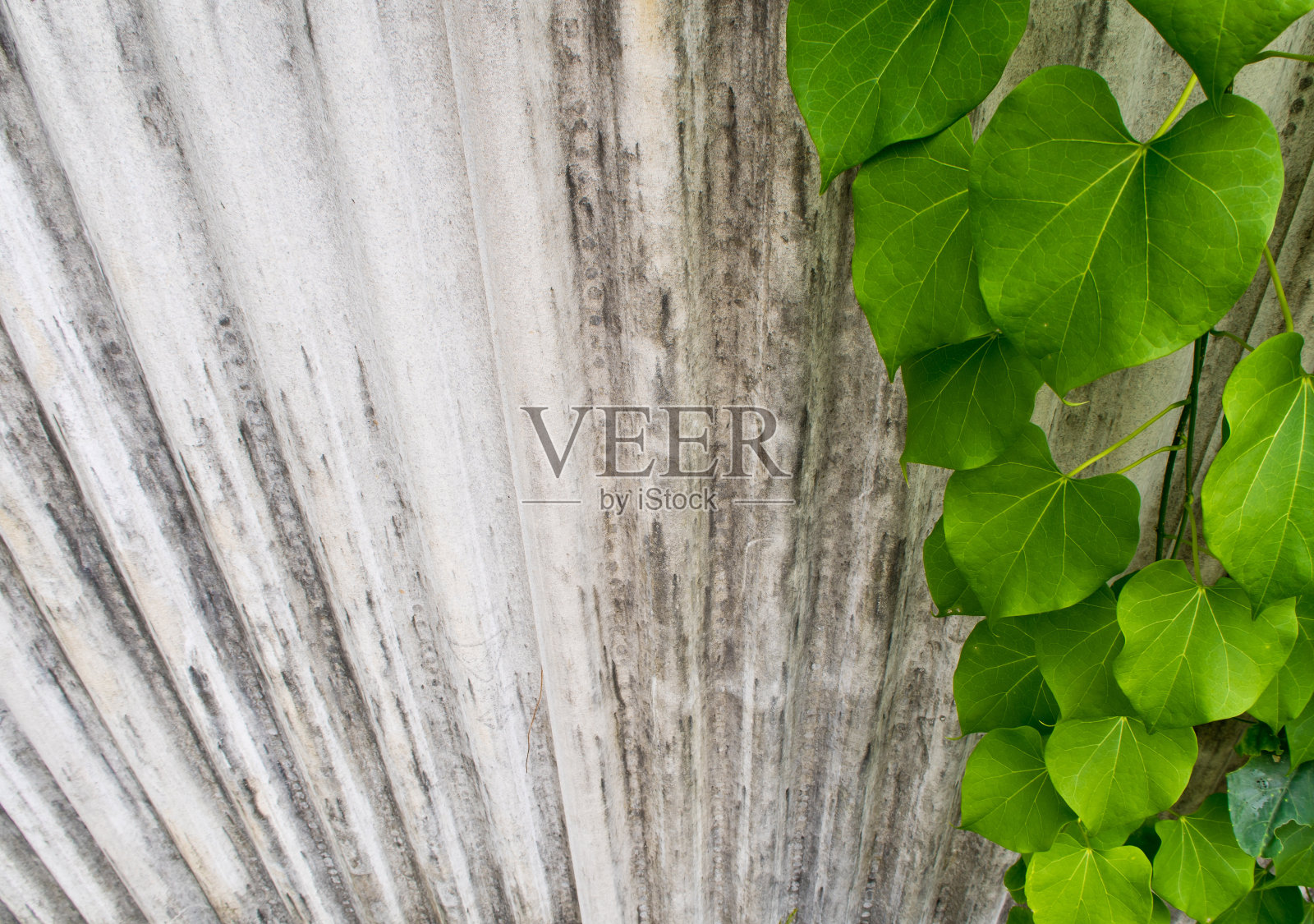 瓦片做成的篱笆上的常青藤叶子照片摄影图片