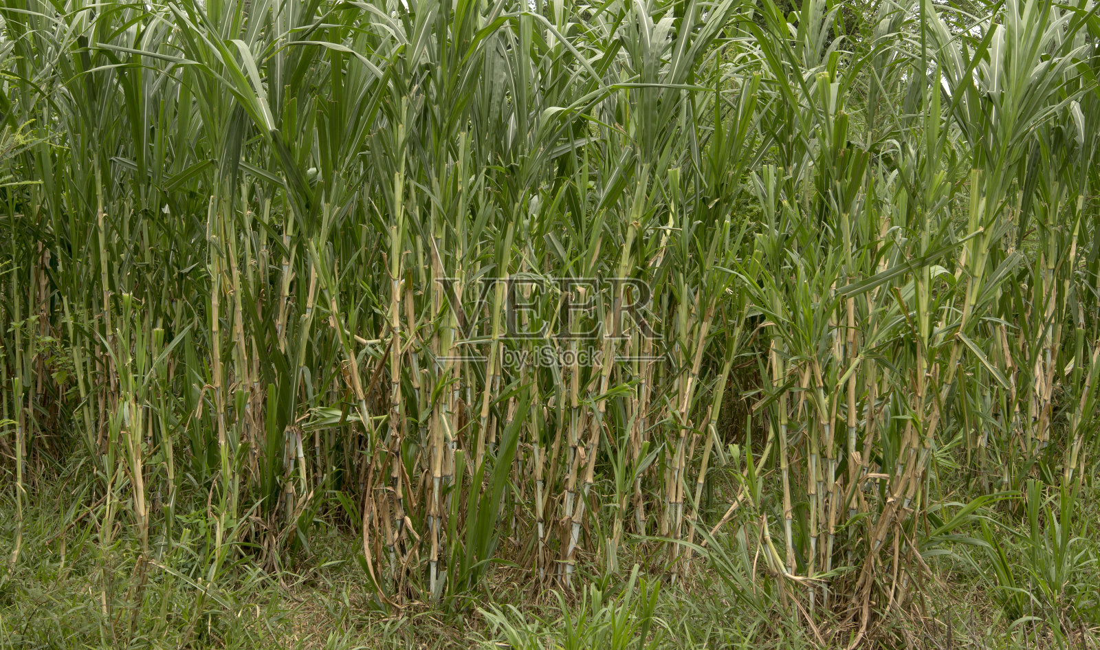 甘蔗生长在田间照片摄影图片