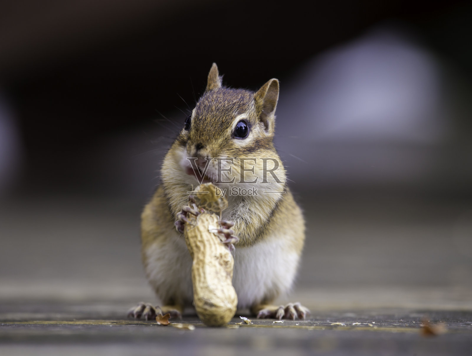 野生北方森林花栗鼠。照片摄影图片