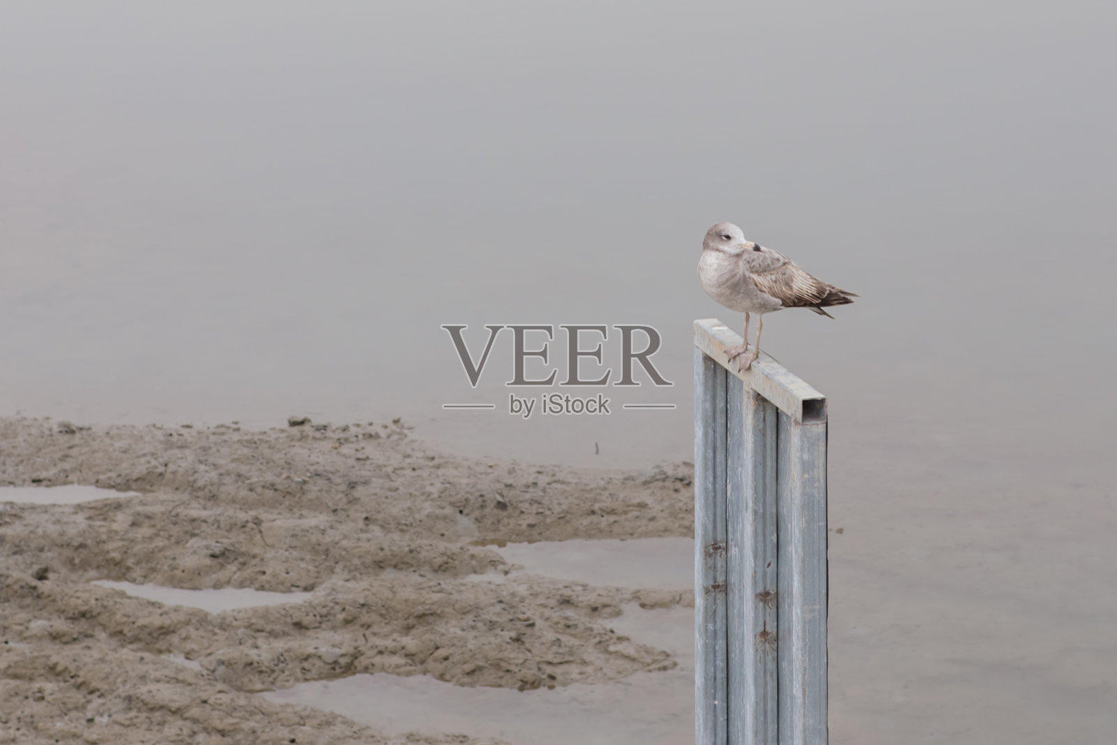 海金照片摄影图片