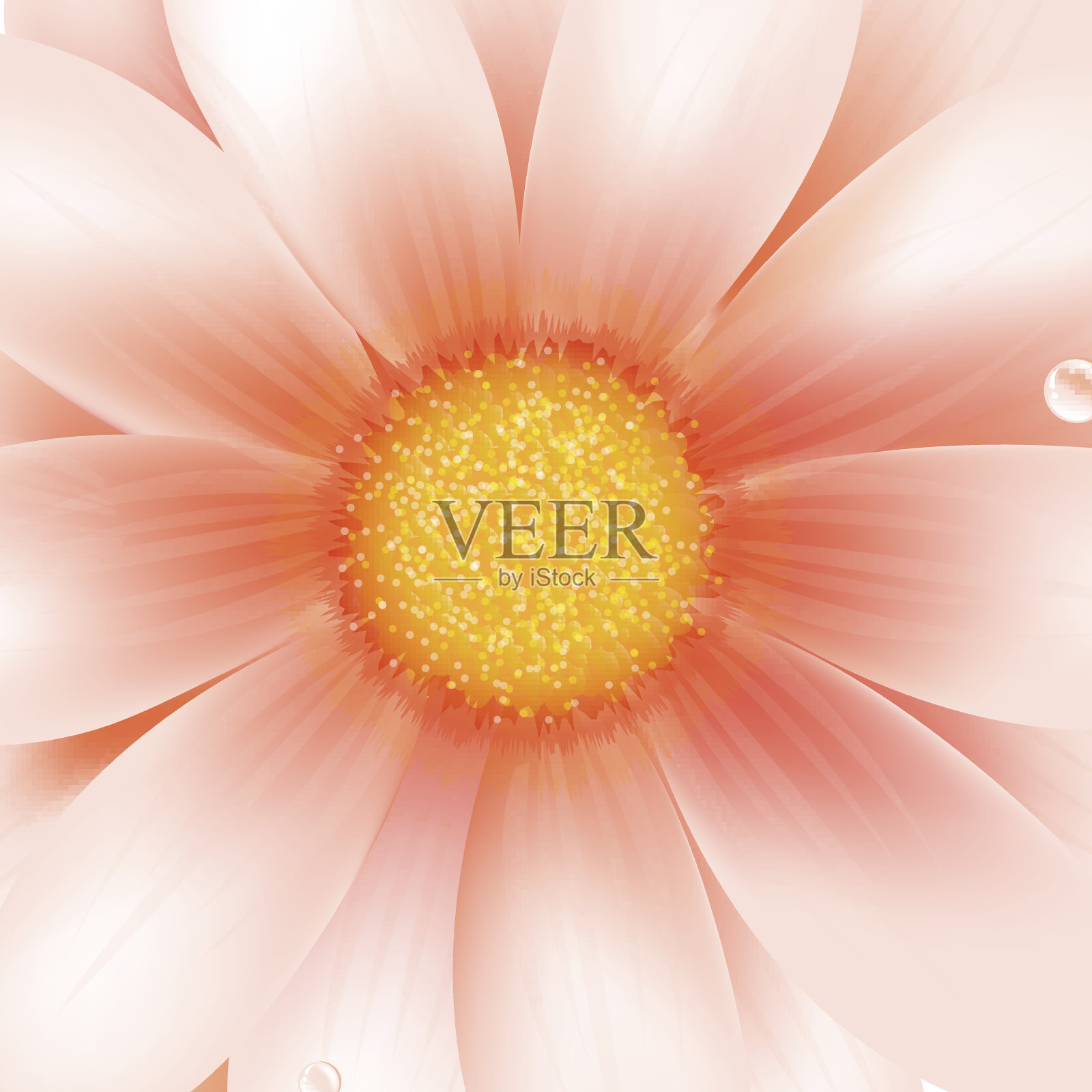 粉色戈贝尔宏插画图片素材