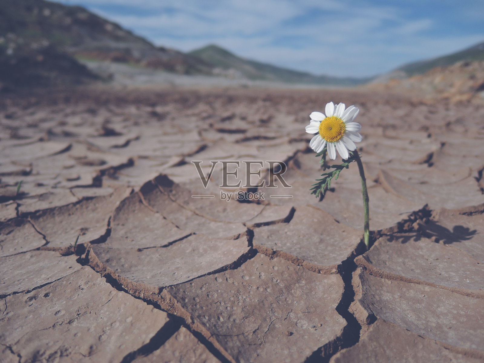 花照片摄影图片