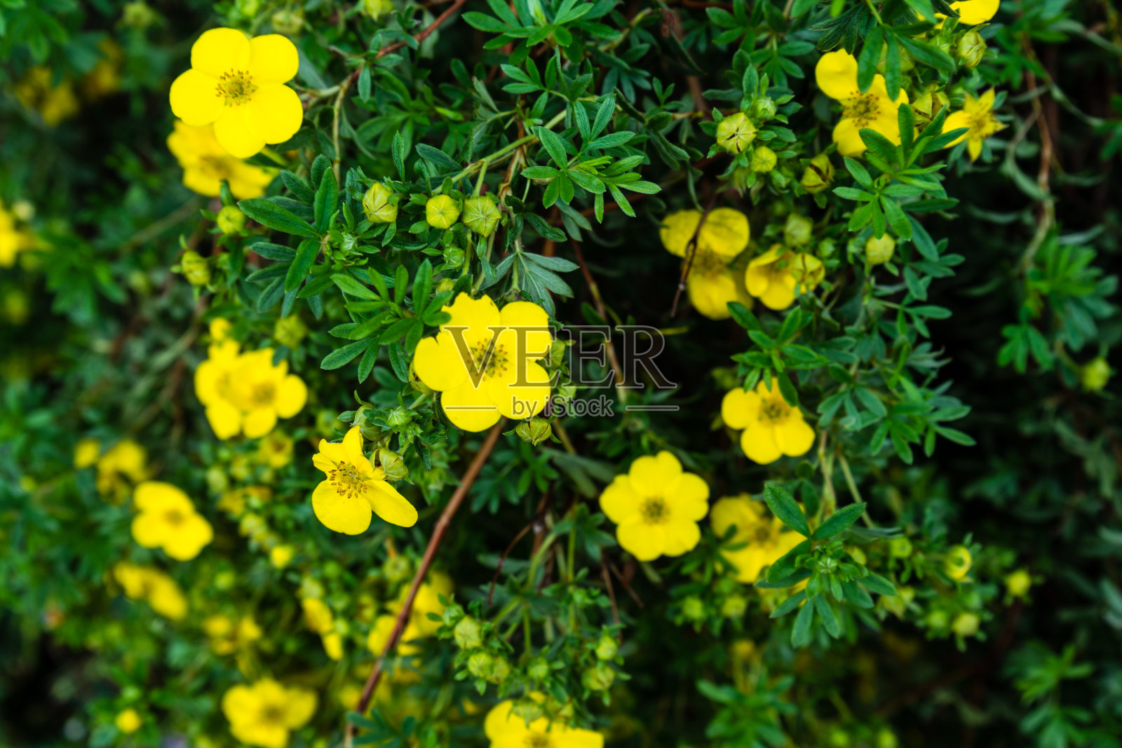 植物上的黄花照片摄影图片