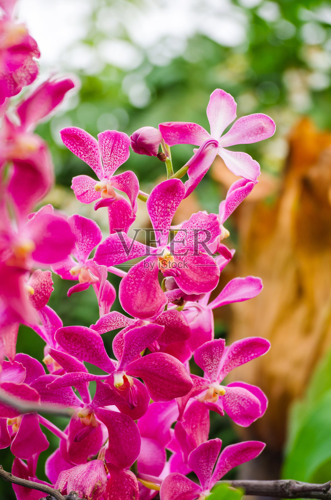 大自然中的兰花。照片摄影图片