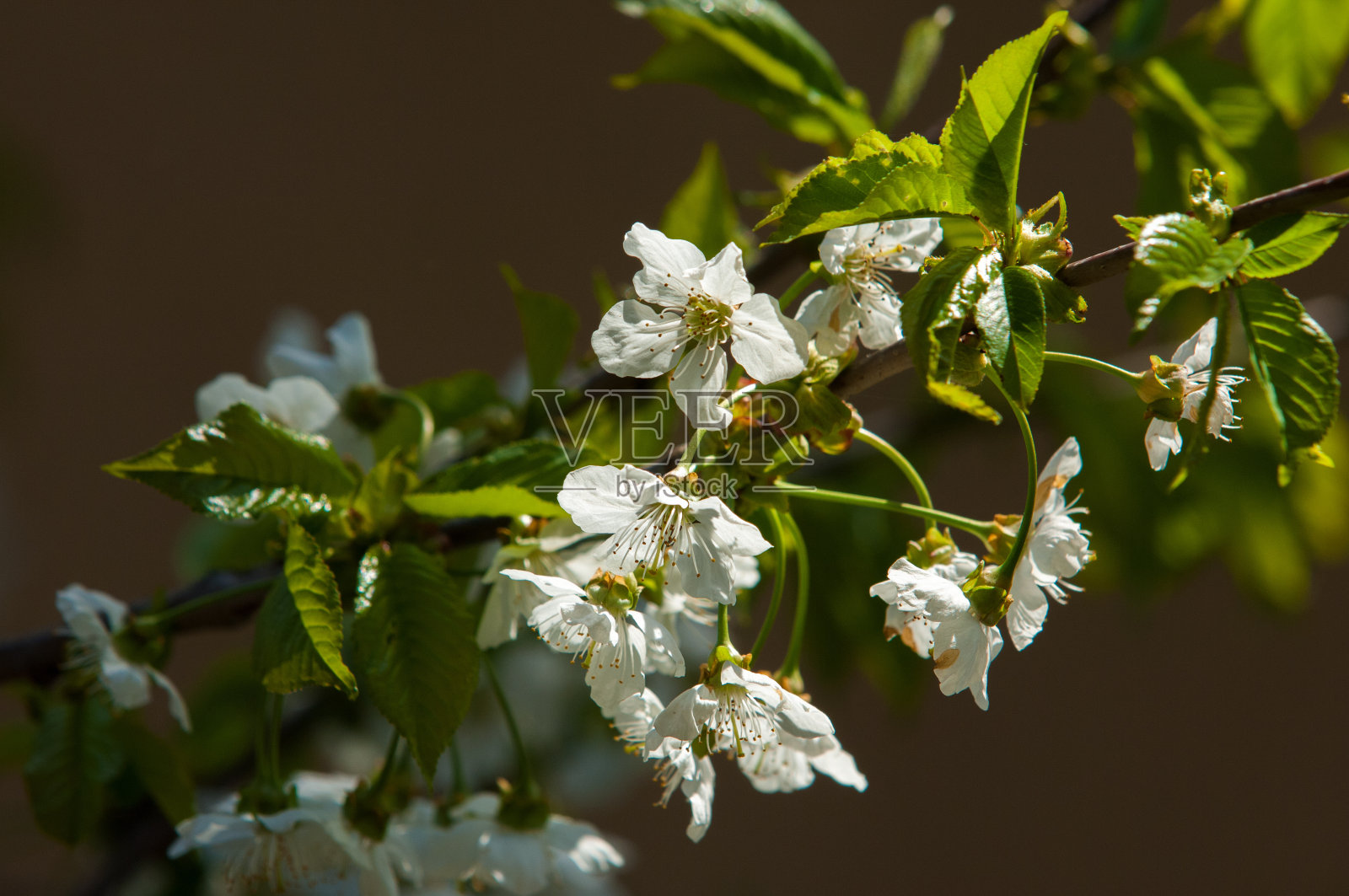 苹果的花照片摄影图片