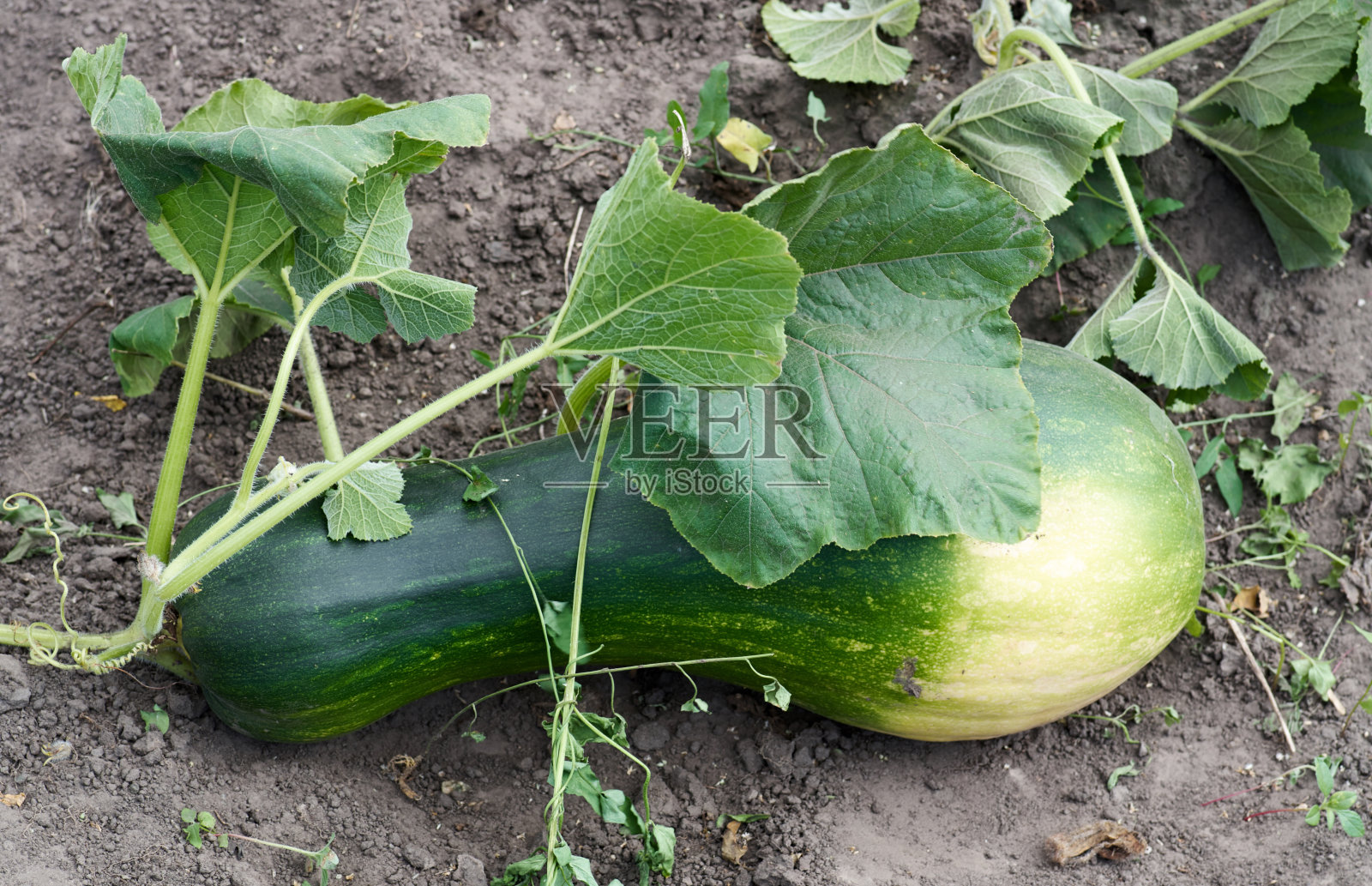 在花园中种植新鲜的南瓜蔬菜照片摄影图片