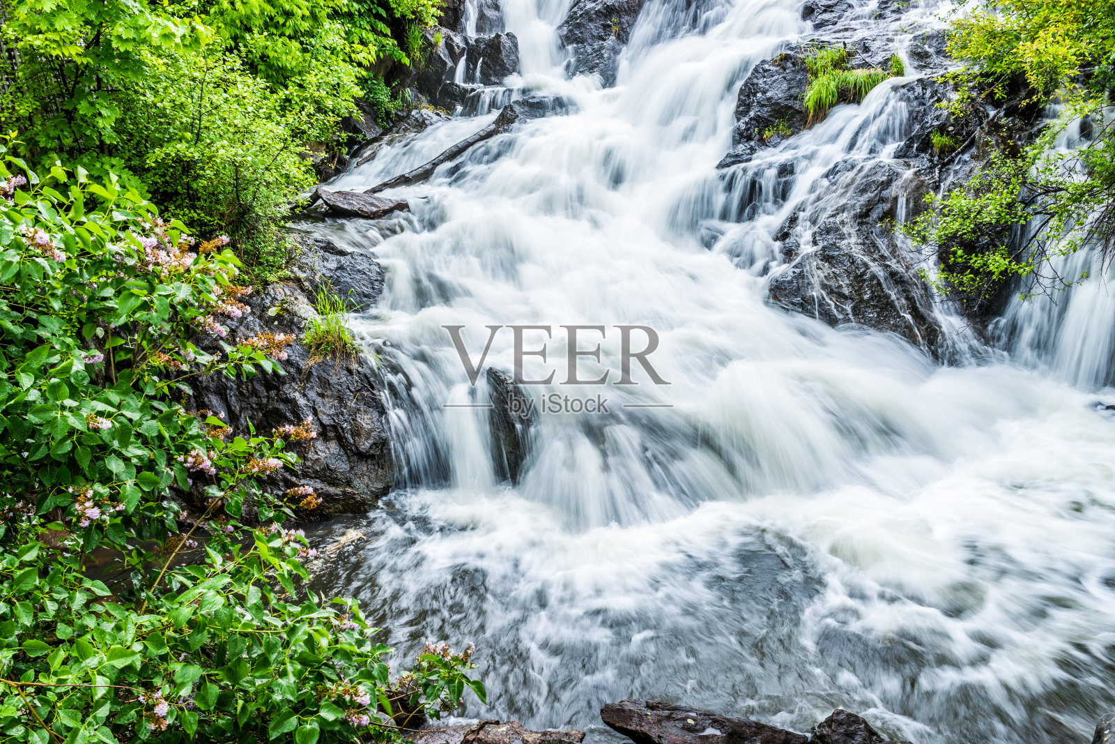 缅因州卡姆登瀑布旁开着紫色花的丁香花丛照片摄影图片