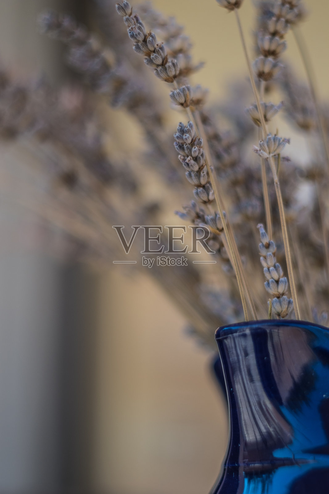 静物画照片摄影图片