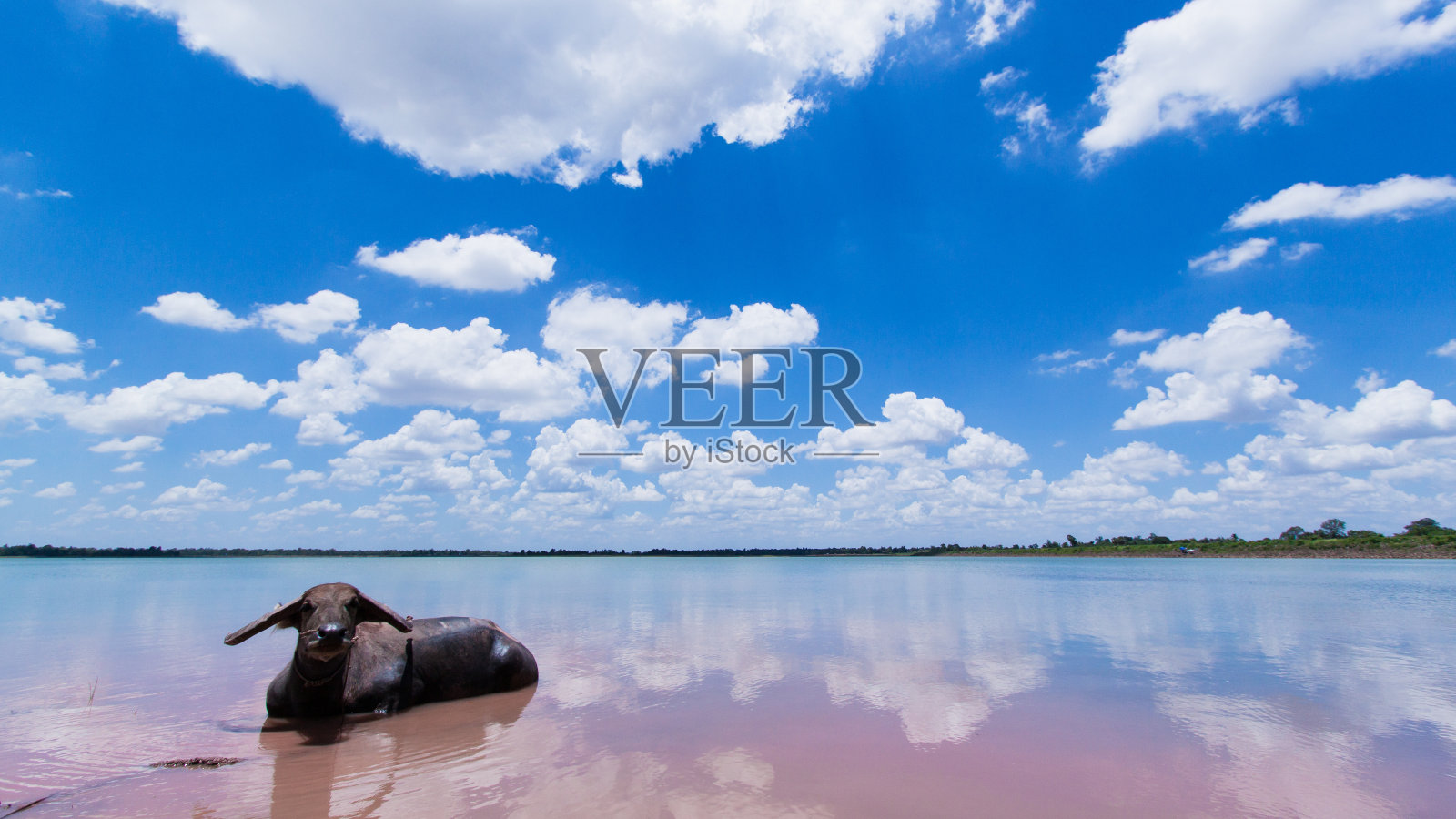 水牛在水中照片摄影图片