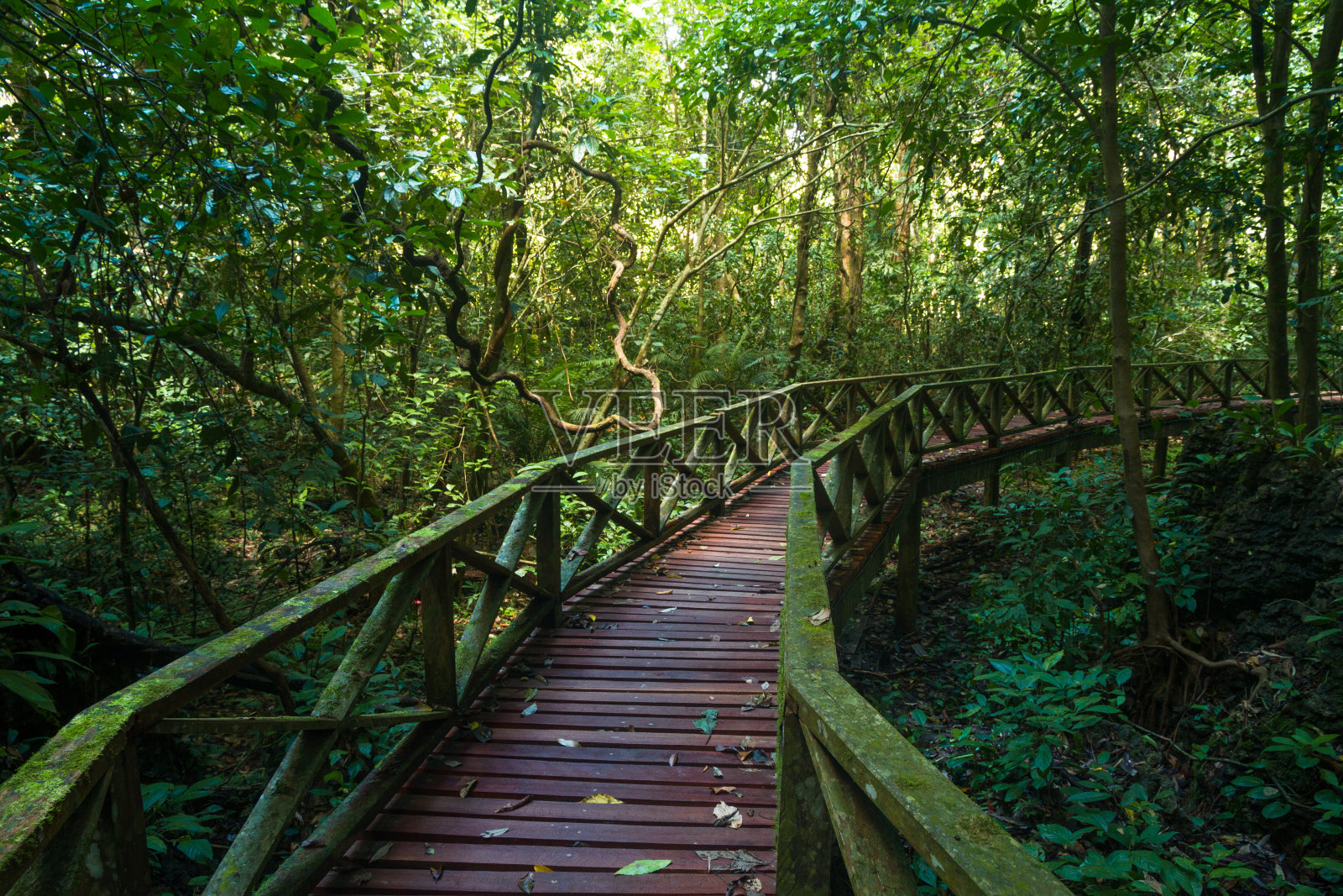 亚洲丛林中的木桥(马来西亚)照片摄影图片