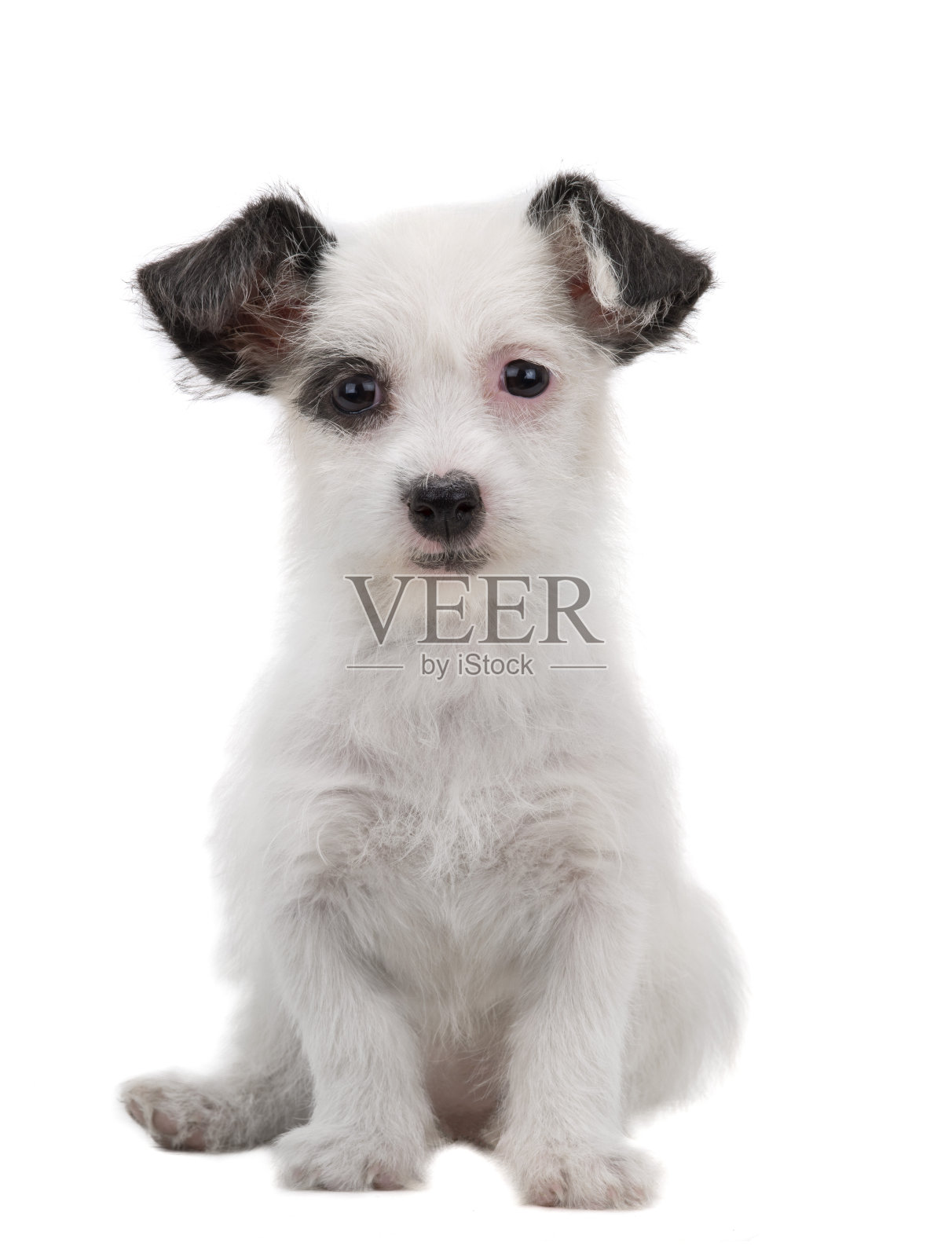 白色的小狗照片摄影图片