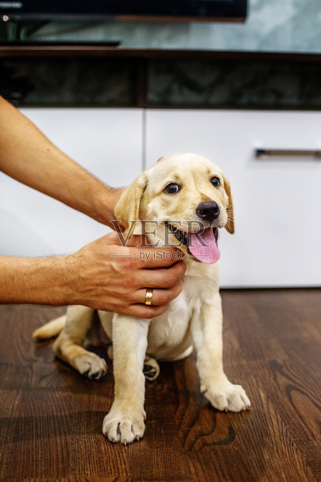 小狗拉布拉多。首页宠物的概念。照片摄影图片