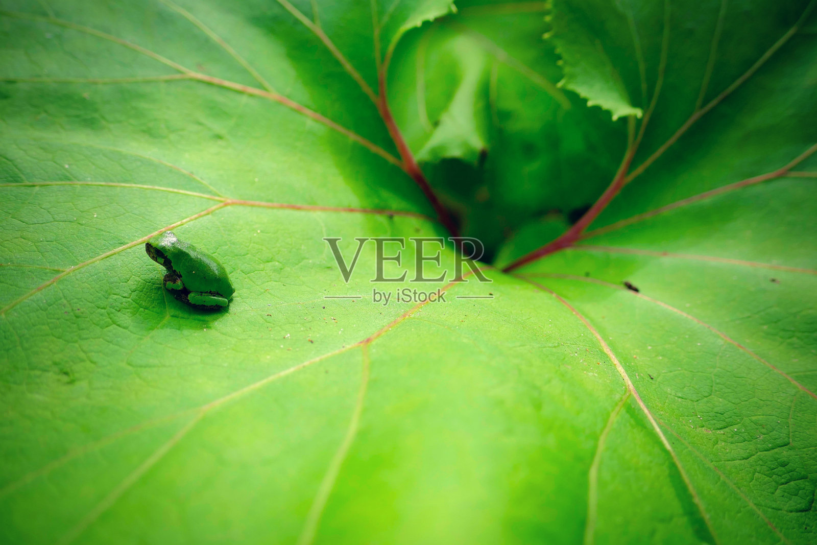 小青蛙照片摄影图片