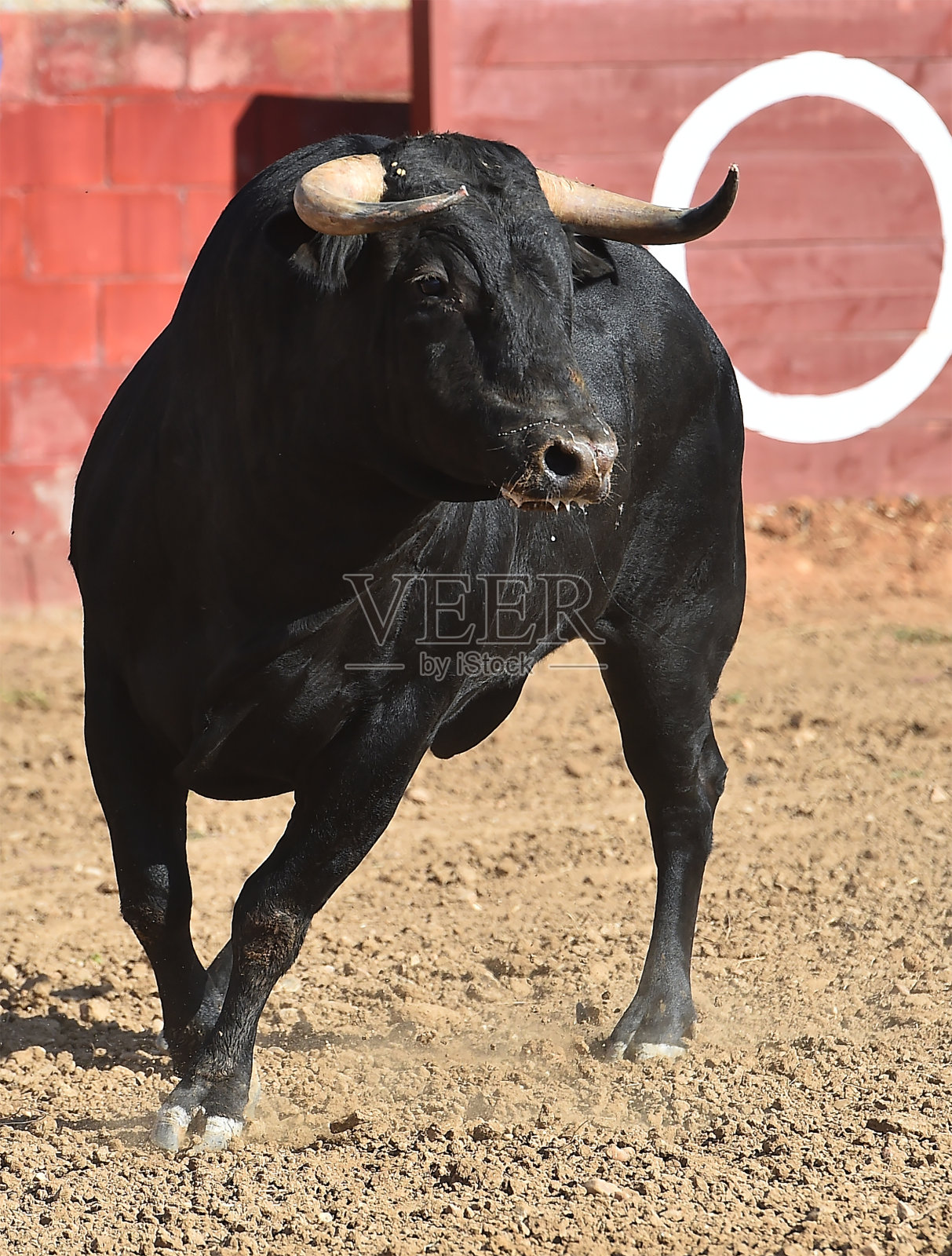 牛照片摄影图片