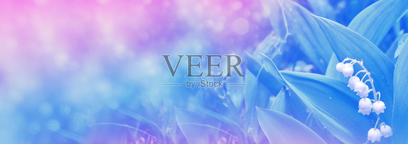 鲜花莉莉照片摄影图片