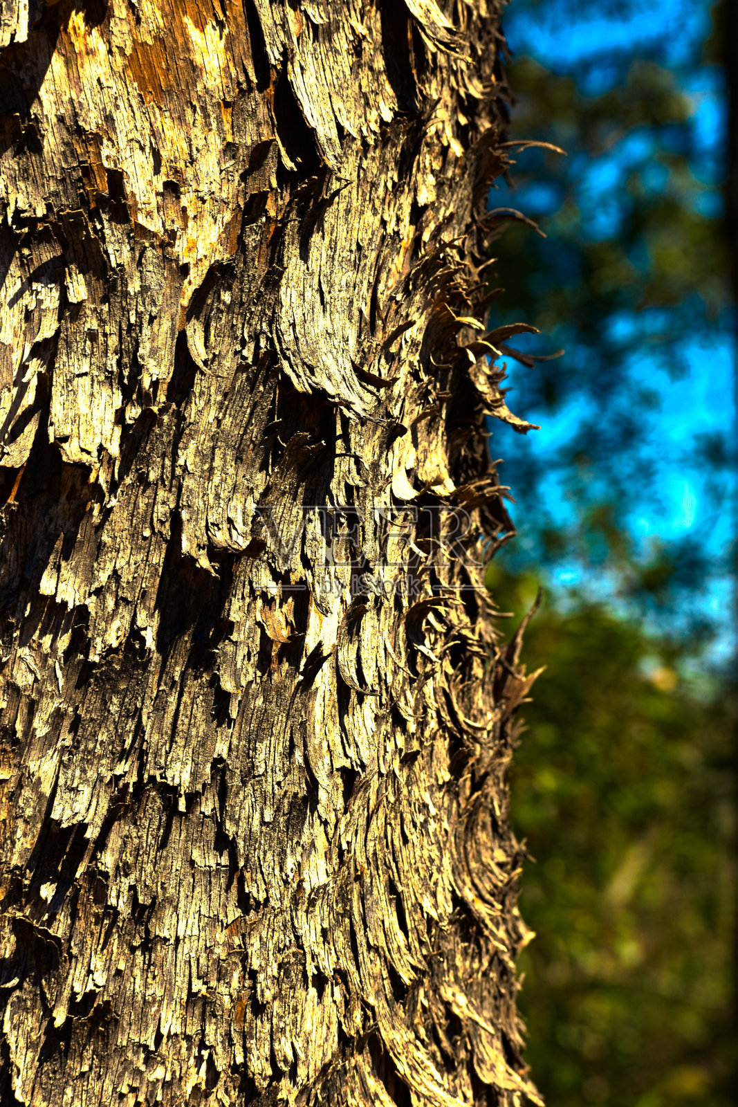 树干上的苔藓照片摄影图片