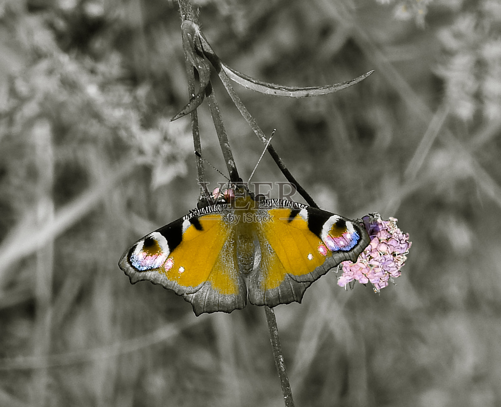 神奇的蝴蝶以不同的颜色为背景，柔和多彩的自然散景。地球上独一无二的昆虫。野生动物。宏观照片照片摄影图片