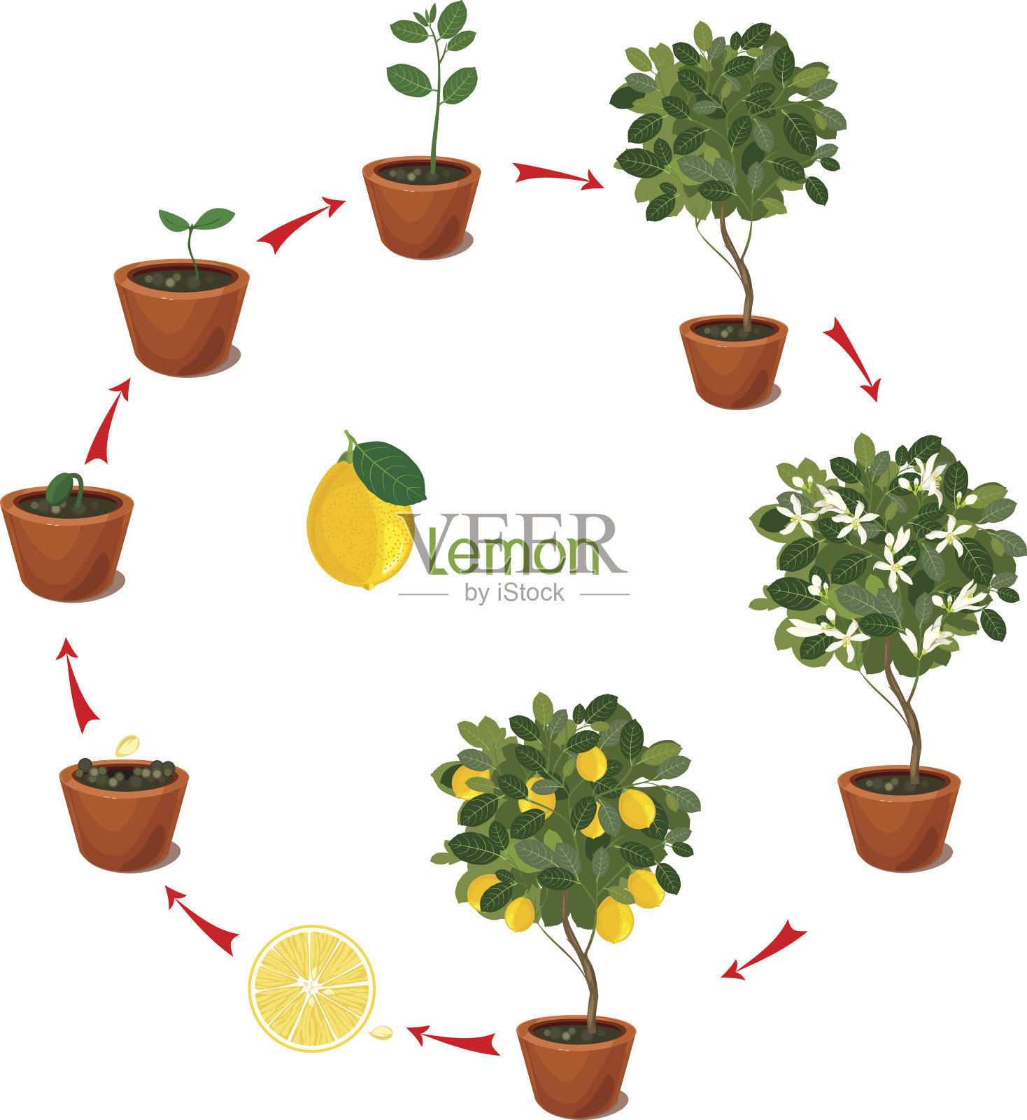 从种子生长到柠檬树的植物。植物生命周期插画图片素材