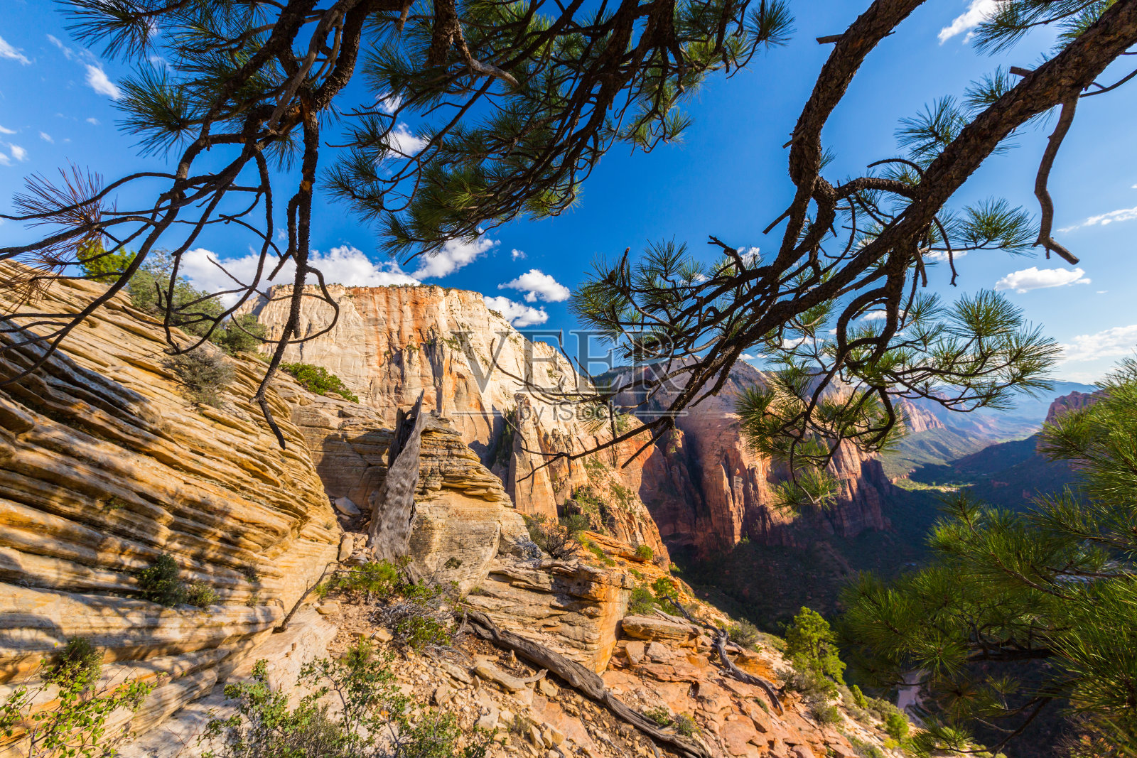 秋天的锡安国家公园，有红色的砂岩照片摄影图片