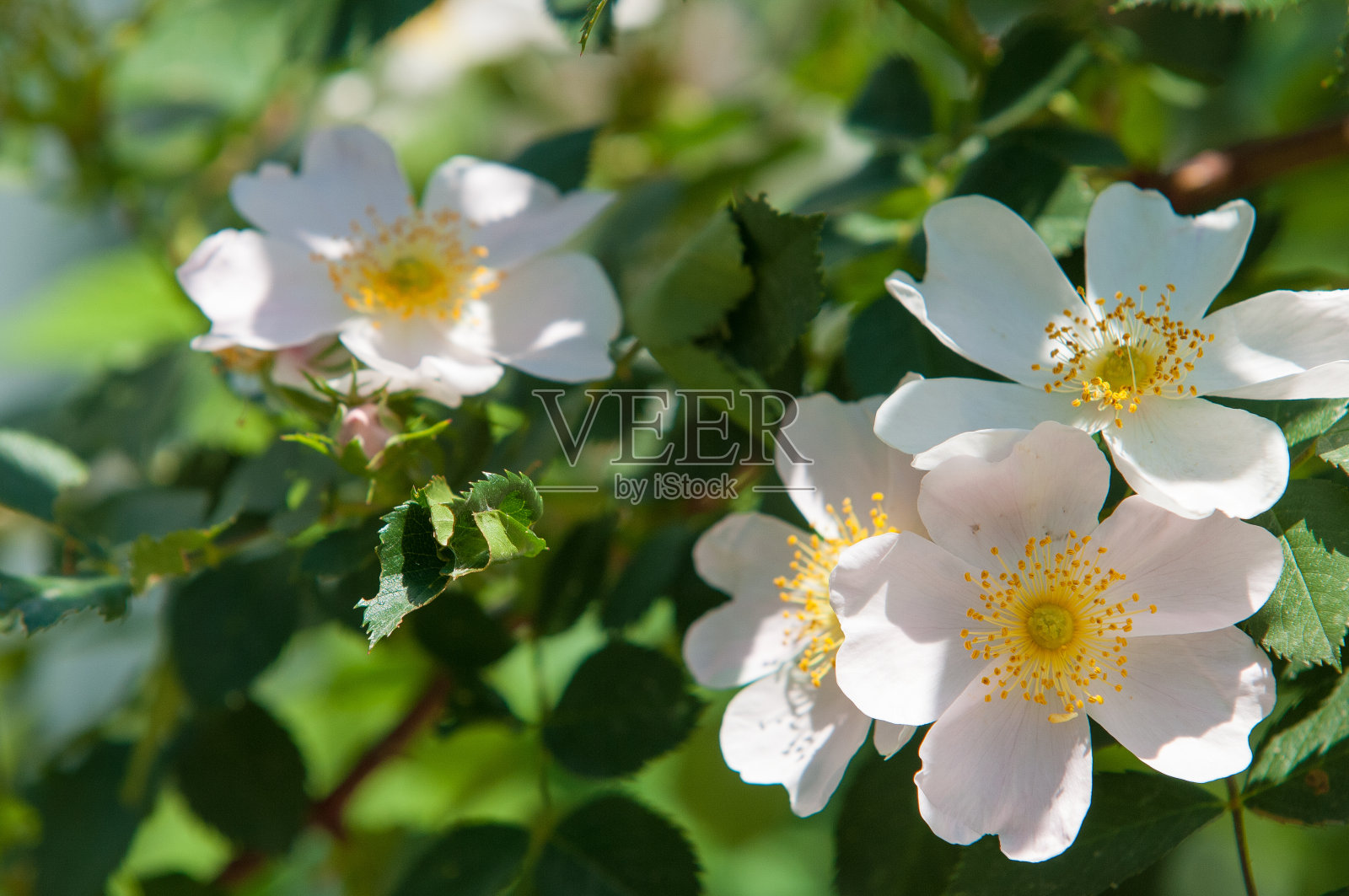 玫瑰，野蔷薇，野蔷薇，野蔷薇，野蔷薇照片摄影图片