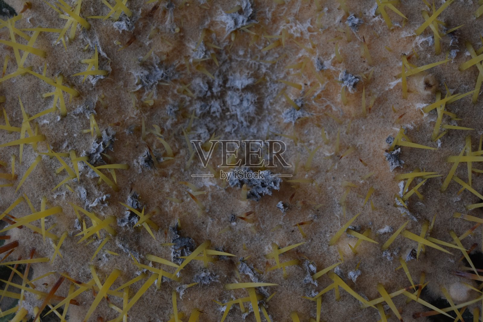 仙人掌插在枪上照片摄影图片