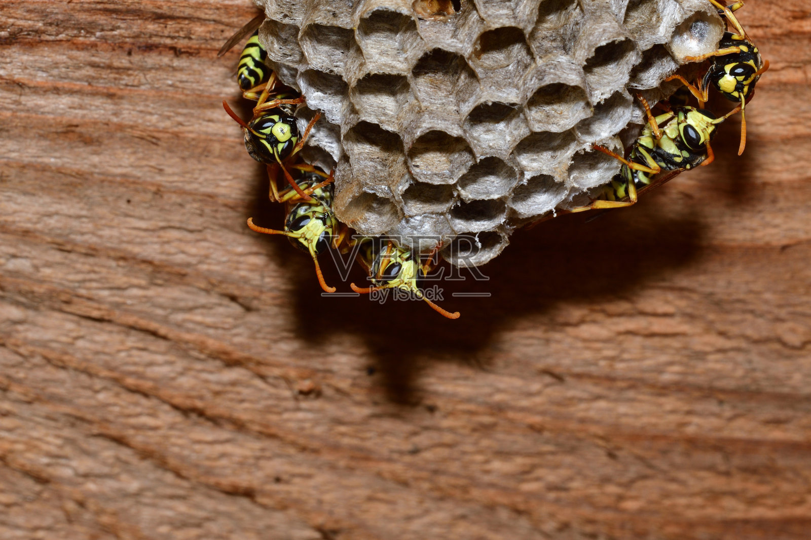 大黄蜂坐在巢中照片摄影图片