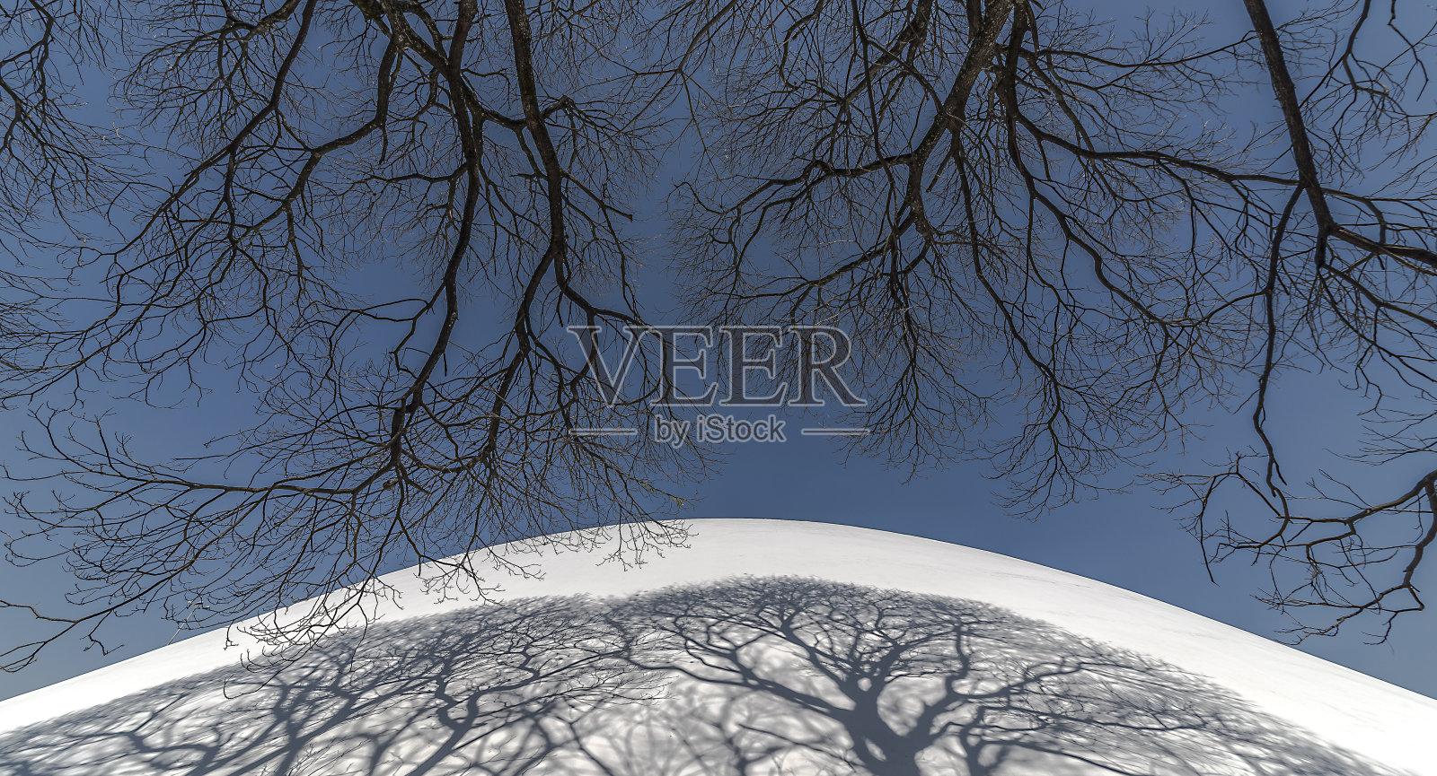 冬天的树影和美丽的蓝天照片摄影图片