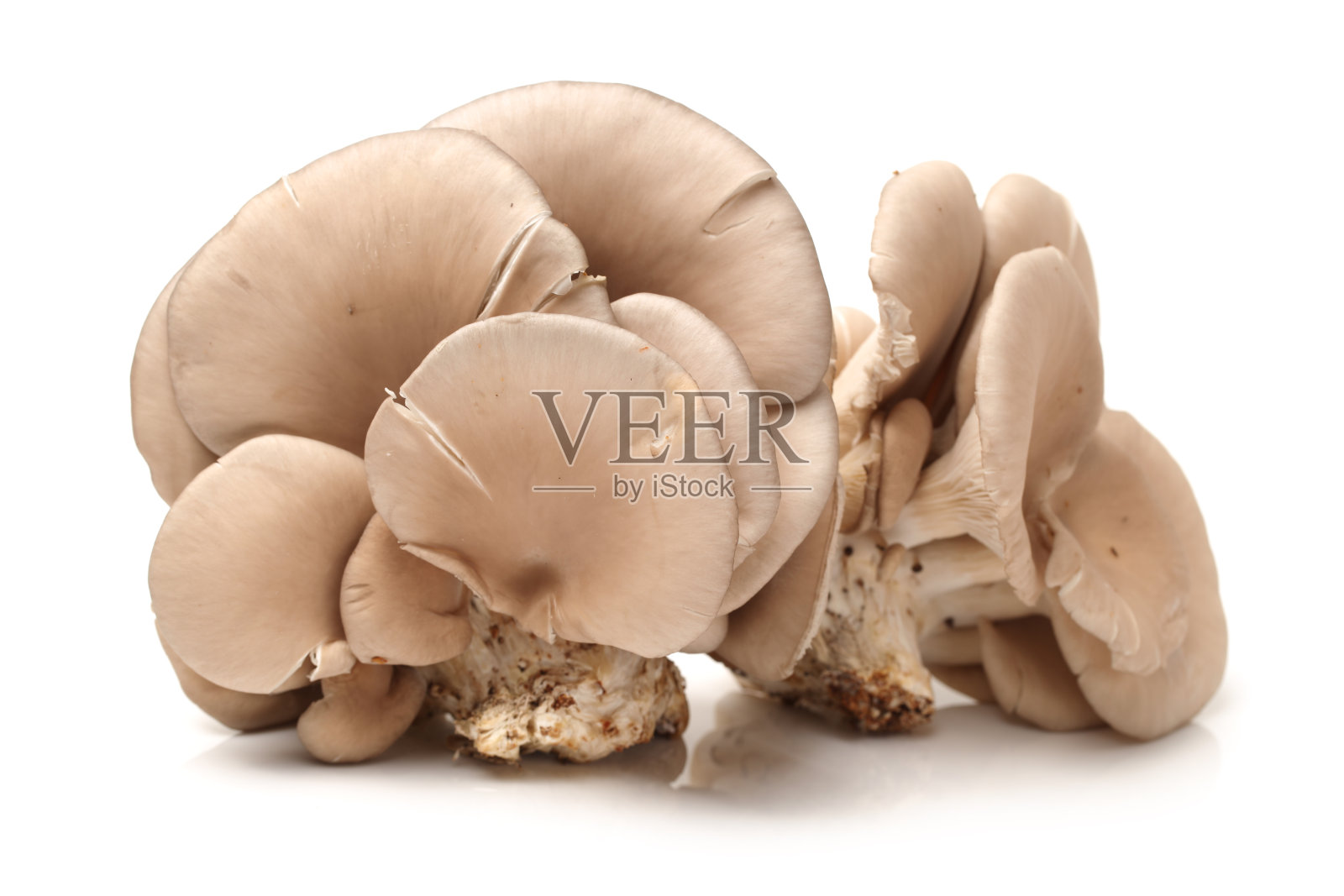 孤立在白色背景上的平菇照片摄影图片