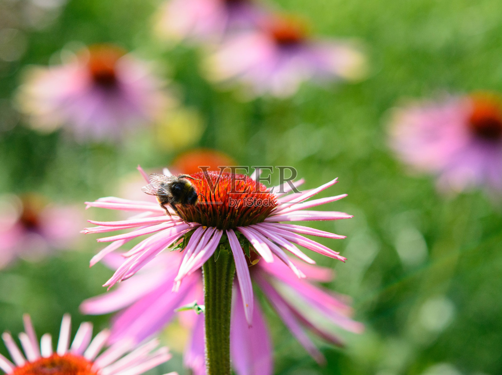 松果菊(紫锥菊)照片摄影图片