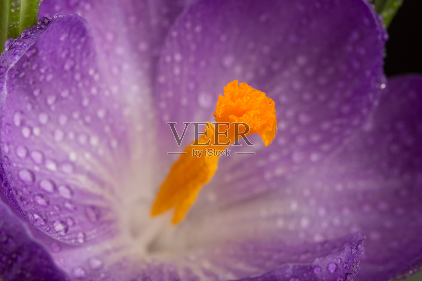 一个美丽的藏红花的宏观视图照片摄影图片