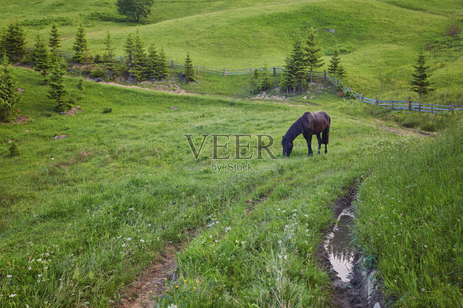 夏季牧场上的马照片摄影图片
