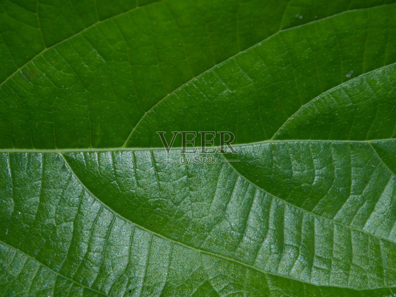 叶抽象带有绿色，质地美观照片摄影图片