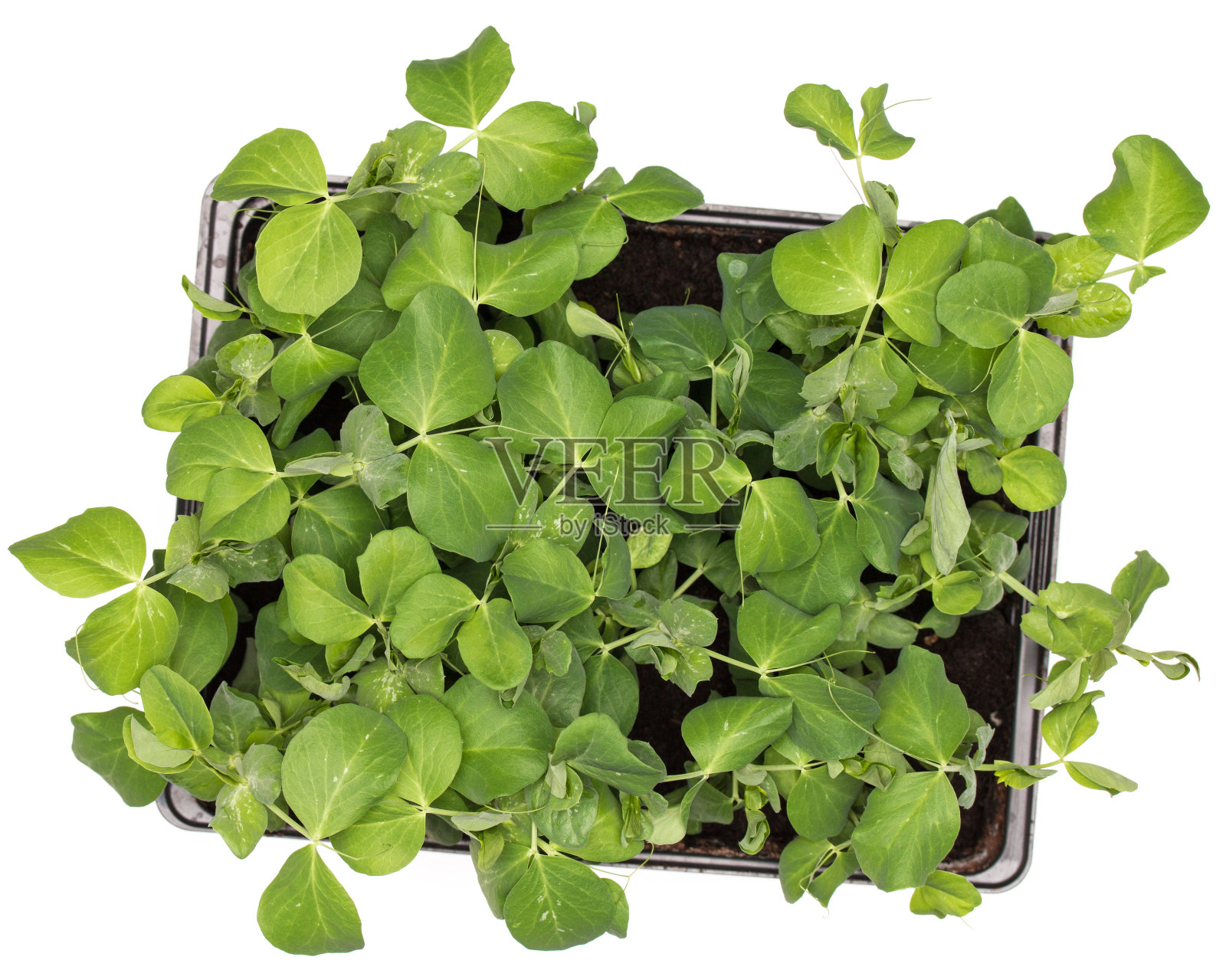 甜豌豆植物的叶子在盆栽孤立。治愈照片摄影图片