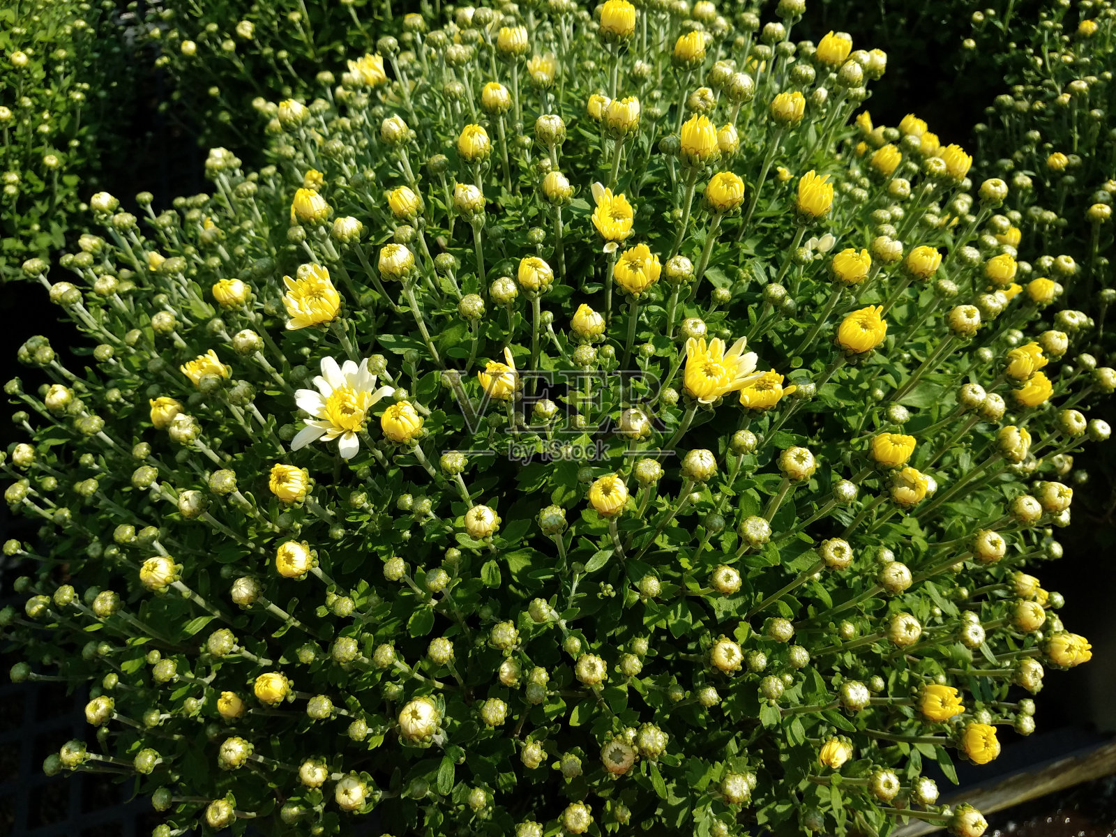 黄花盛开照片摄影图片