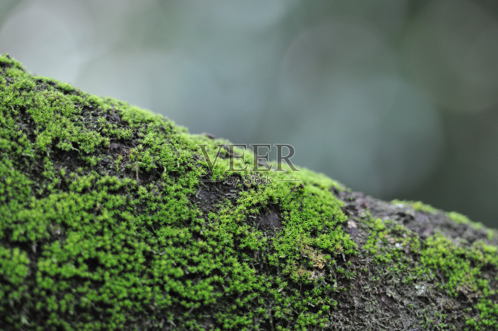 树上青苔，散焦散焦背景照片摄影图片