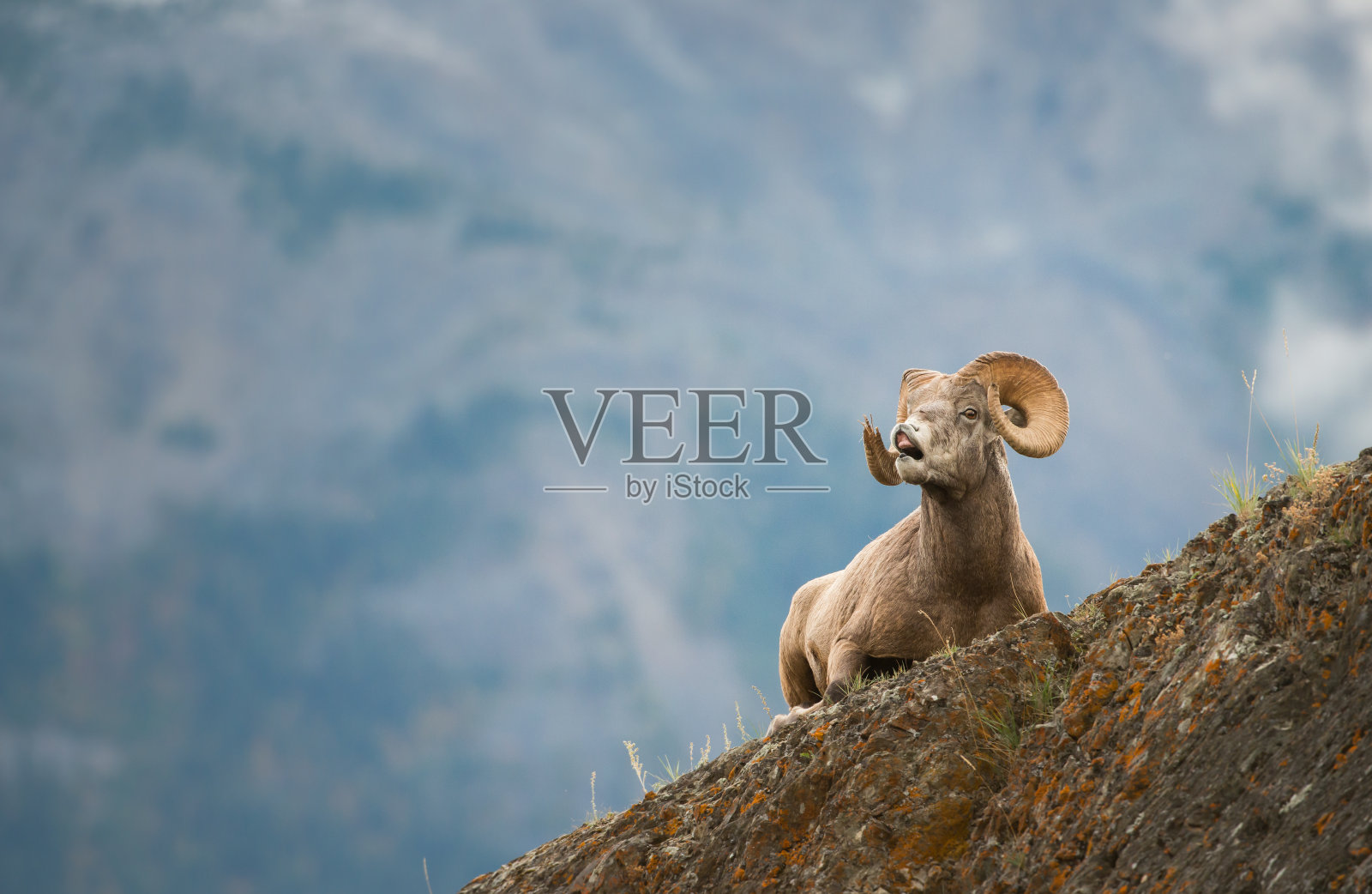 大角羊照片摄影图片