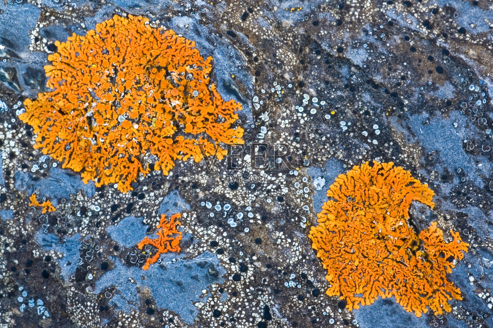 地衣上的石材纹理背景照片摄影图片