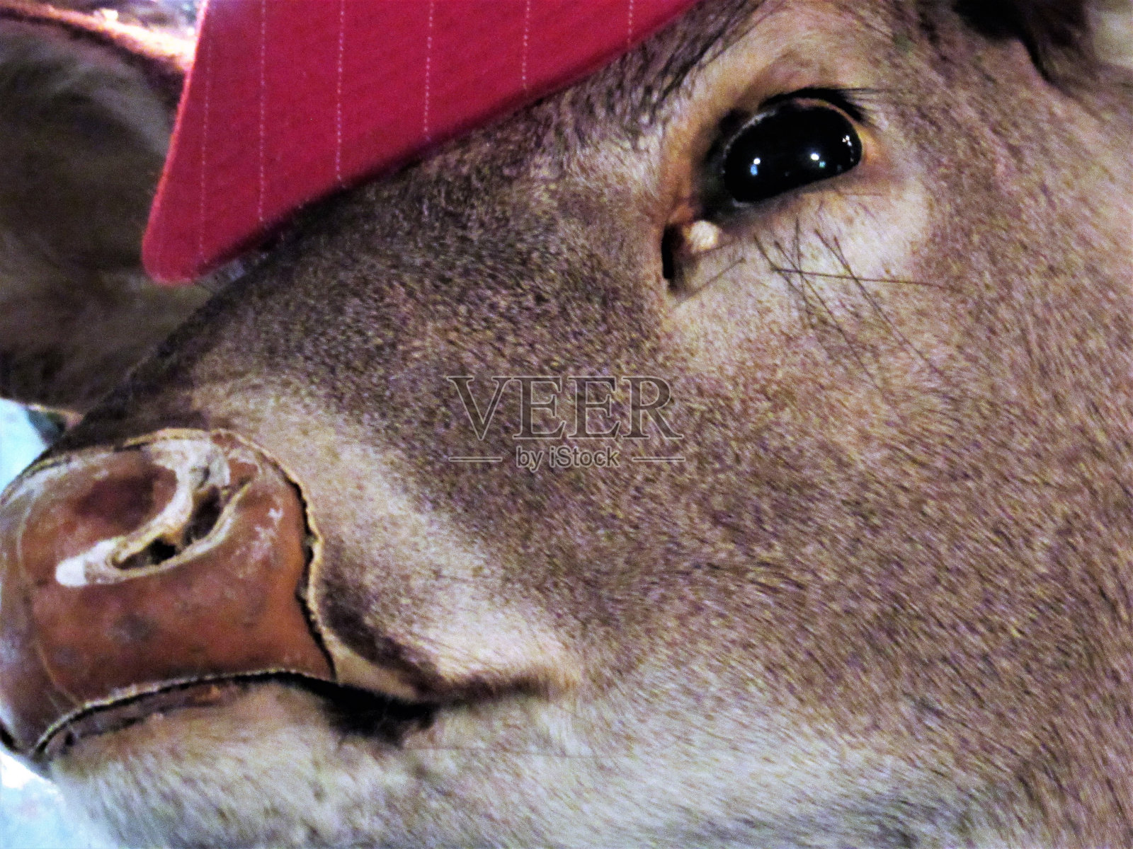 标本鹿的脸照片摄影图片