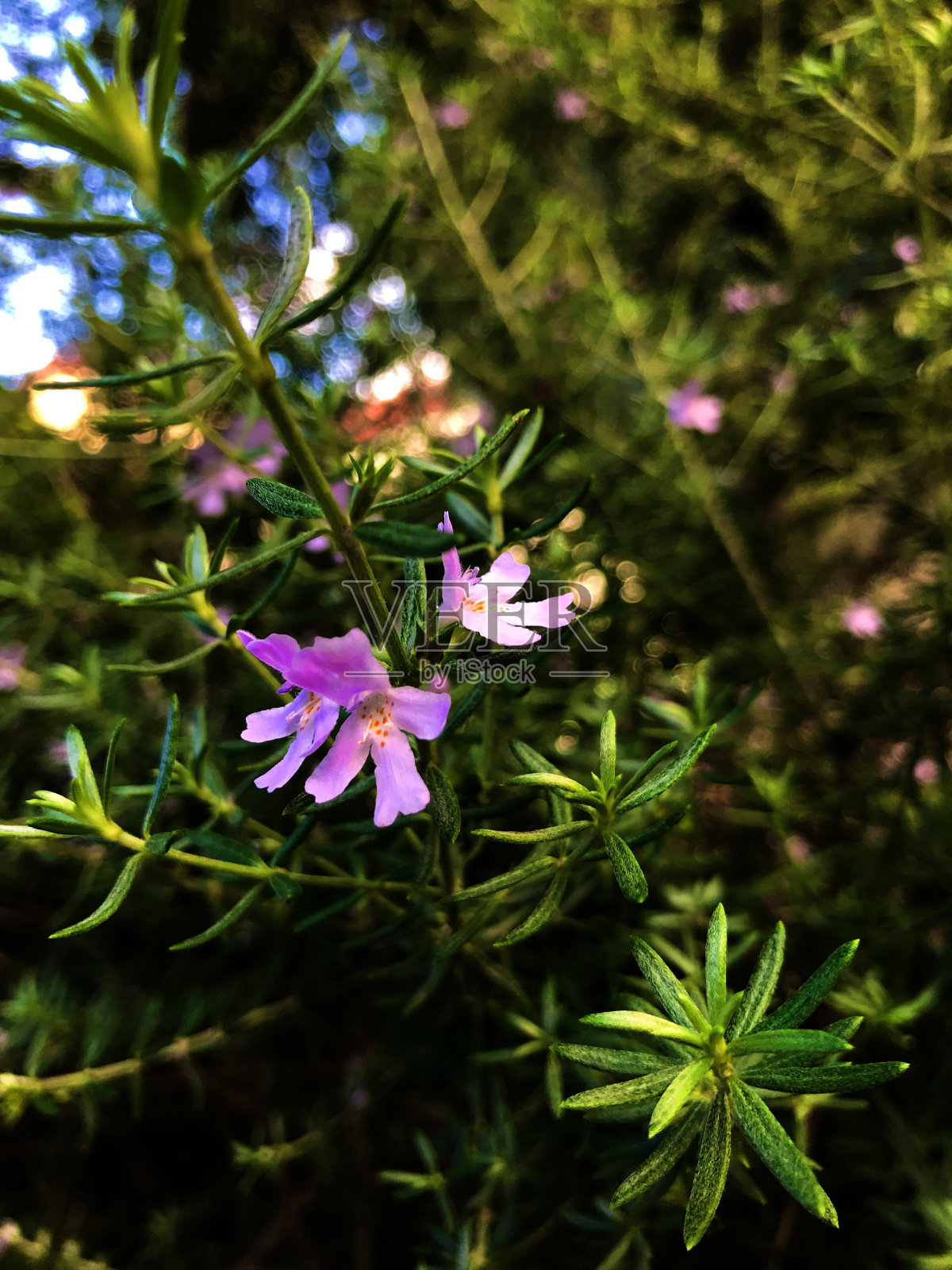 紫色的花照片摄影图片