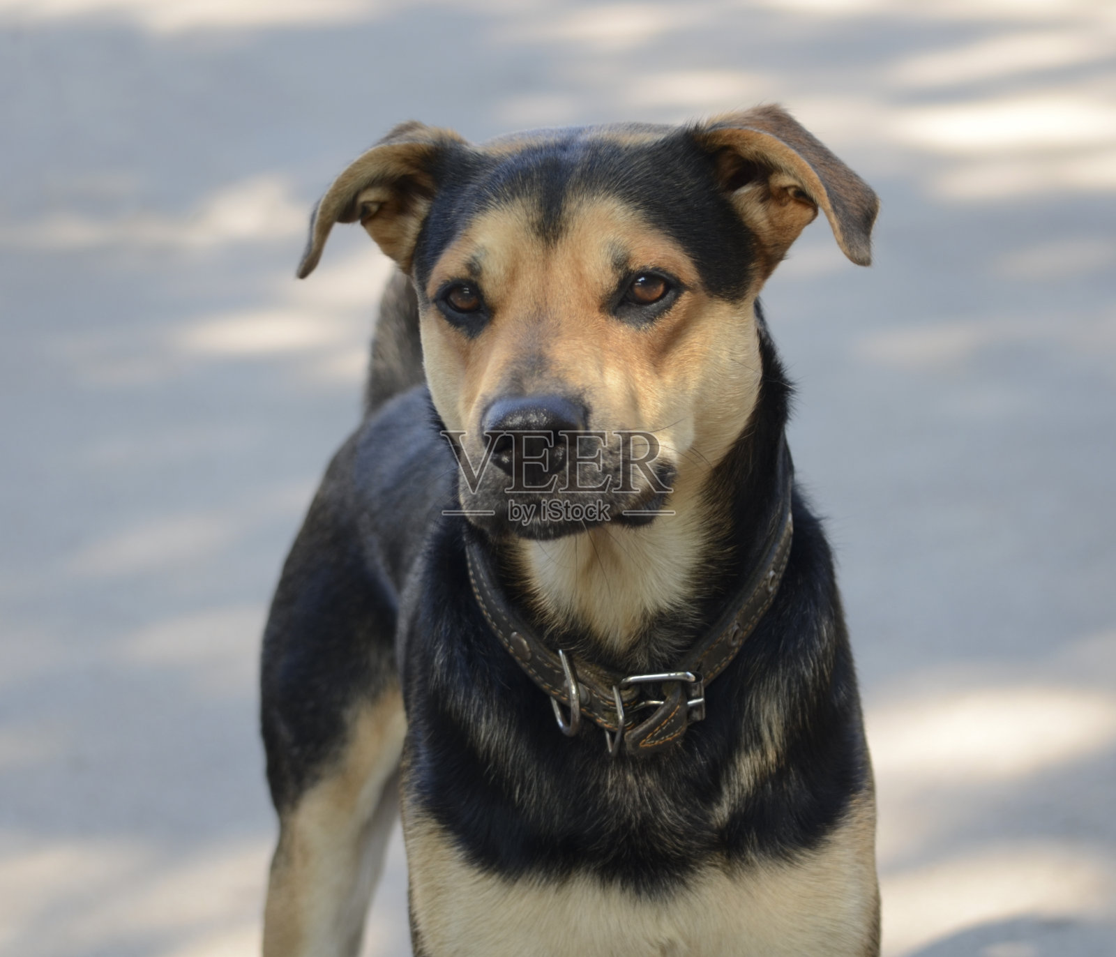 一只小狗的肖像照片摄影图片